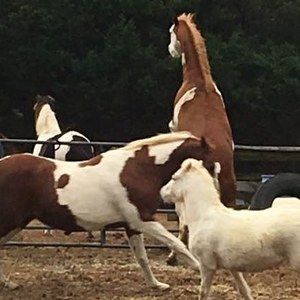 Meet your Posher, Diane